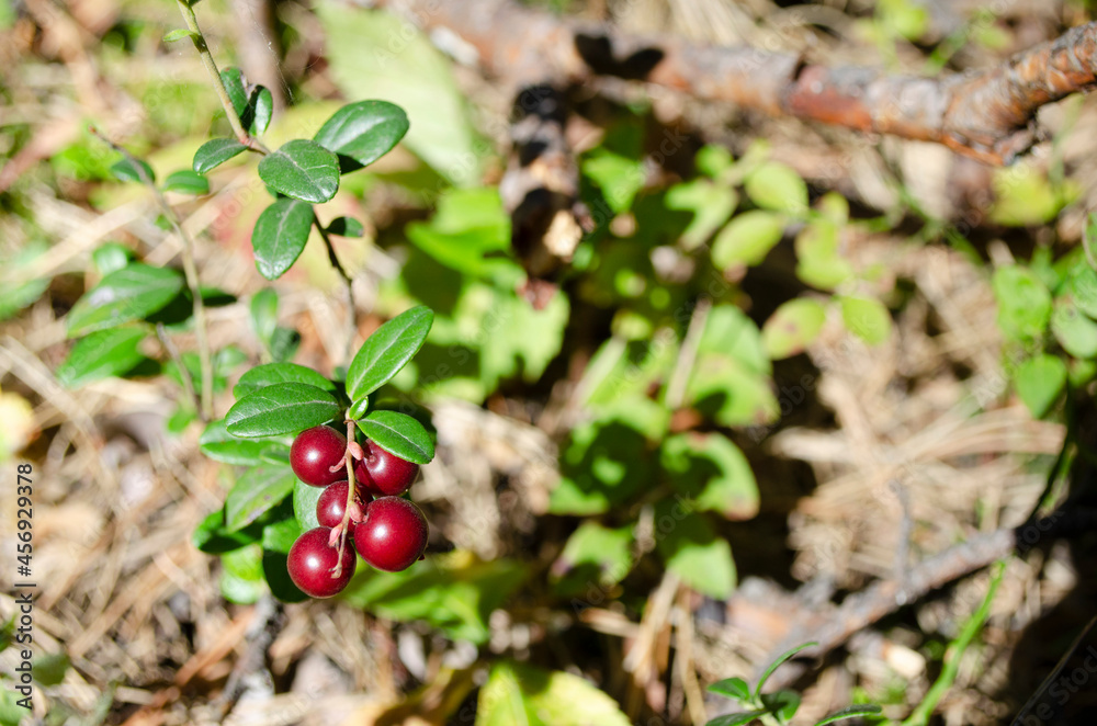lingonberry berry on a bush in the forest. forest wild berry close up lingonberry berry on a bush in the forest. forest wild berry close up