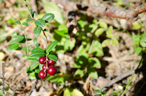 lingonberry berry on a bush in the forest. forest wild berry close up