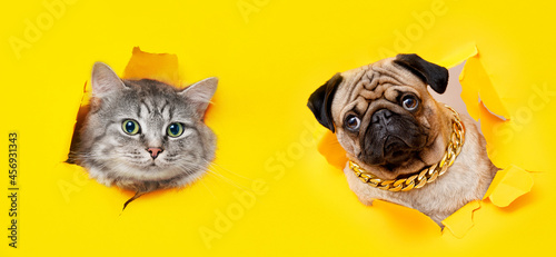 Photography Funny dogs on trendy yellow background