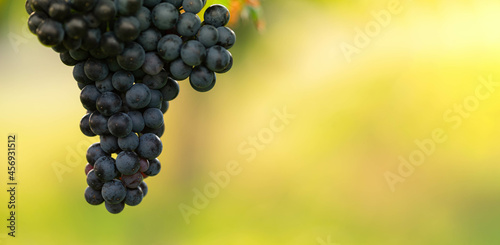 Weinherbst in Österreich mit frischen Trauben von den Weinbergen