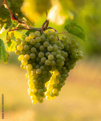 Weinherbst in Österreich mit frischen Trauben von den Weinbergen