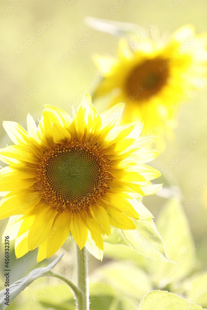 Fototapeta premium sunflower on the field