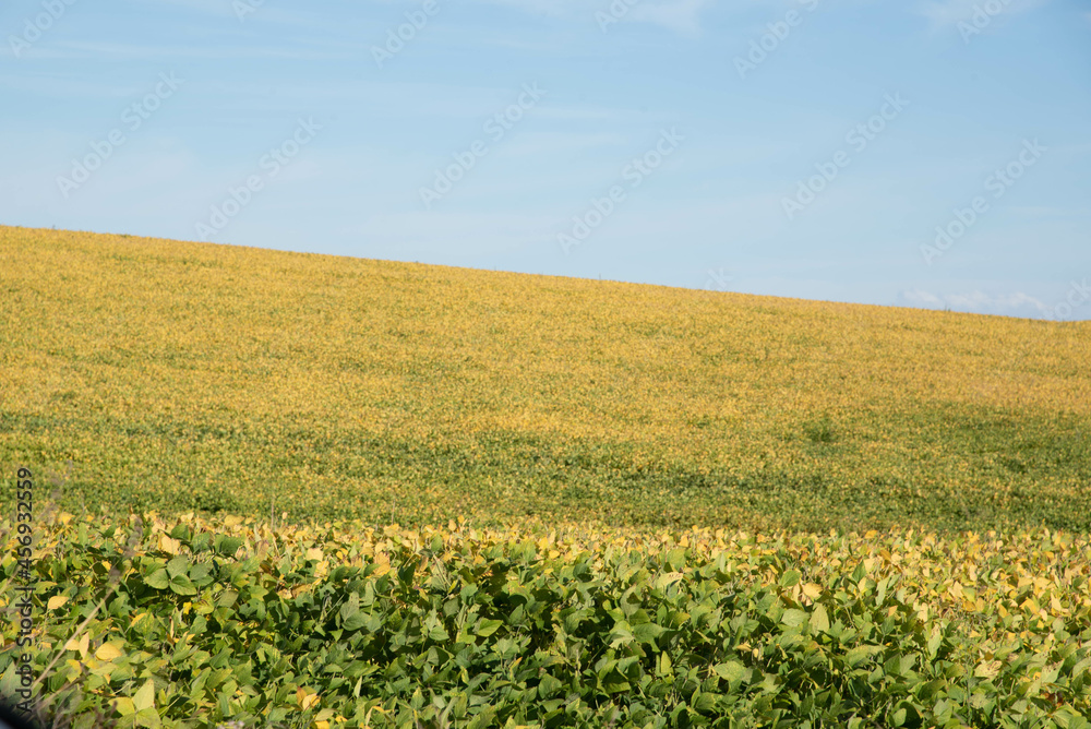 Soybean production field