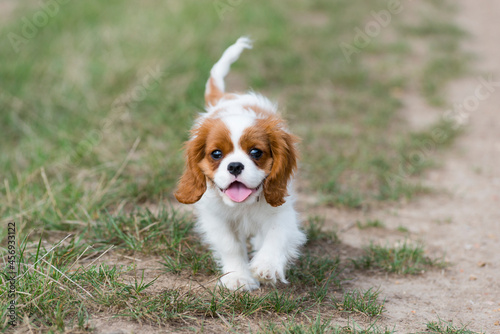 Adorable chiot Cavalier King Charles