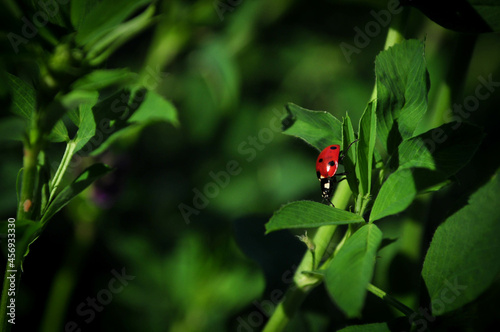 coccinelle sur sa branche © Lauradev