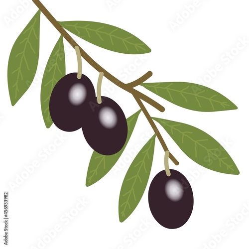 Branche d'oliviers avec olives sur fond blanc