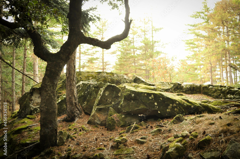 Obraz premium forêt d'automne