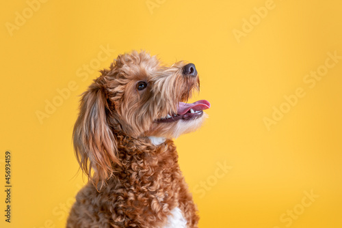 Фотография Mini goldendoodle, golden doodle puppy in a studio on yellow background