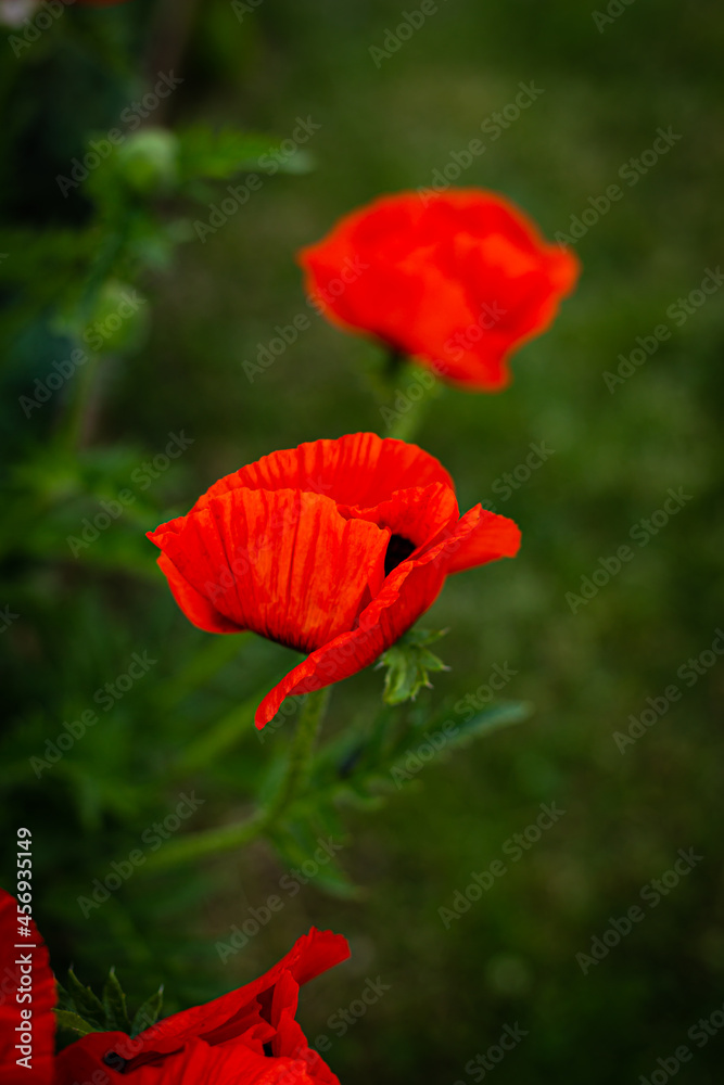 Fototapeta premium Red poppies in a bright green garden