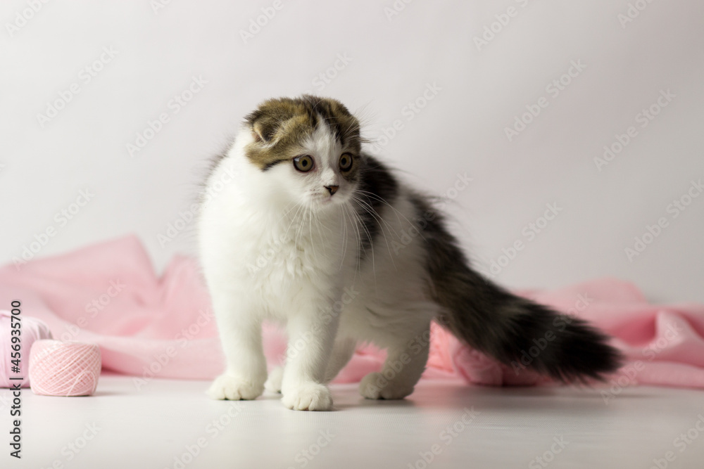 Young scottish highland fold kitten on white and pink background