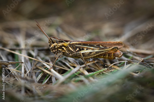 Grasshopper sits on the ground