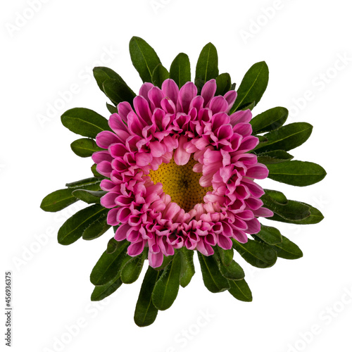 Fototapeta Naklejka Na Ścianę i Meble -  Top view of single Michaelmas Daisy aka Callistephus chinensis flower head. Isolated on a white background.