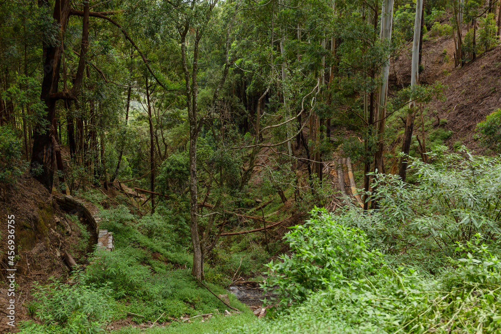 Dense hilly jungle, dense vegetation. A tropical forest Dense hilly jungle, dense vegetation. A tropical forest