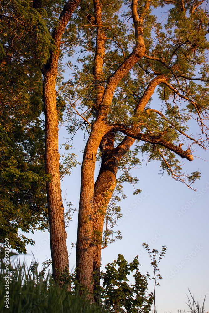 Fototapeta premium Baum im Sonnenuntergang