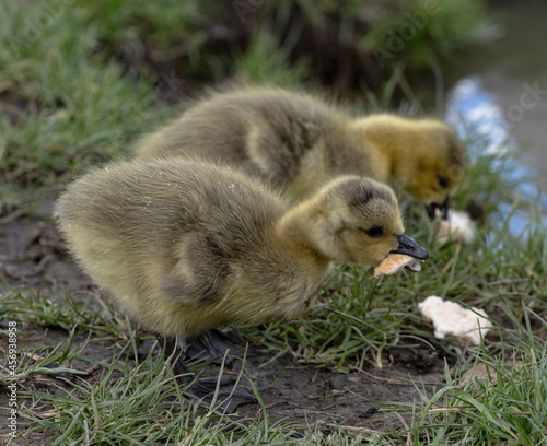 A goose gosling eating bread with young sibling in background