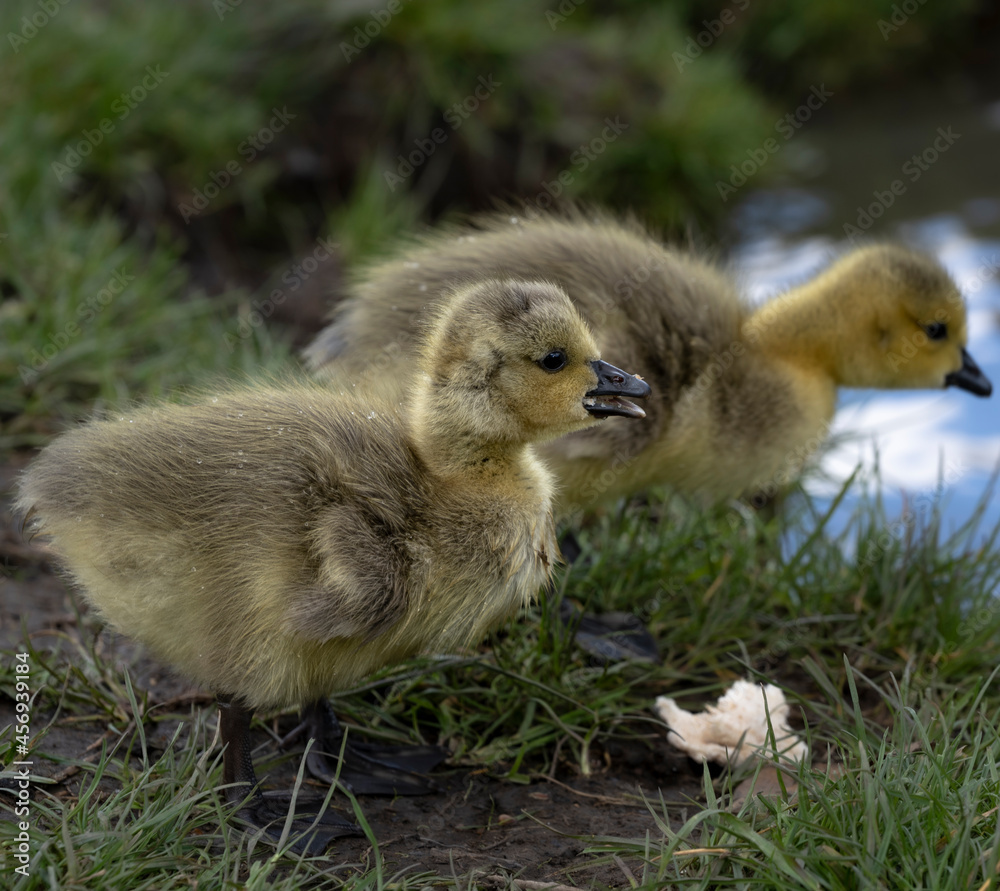 Baby goose goslings in grass with bread Baby goose goslings in grass with bread
