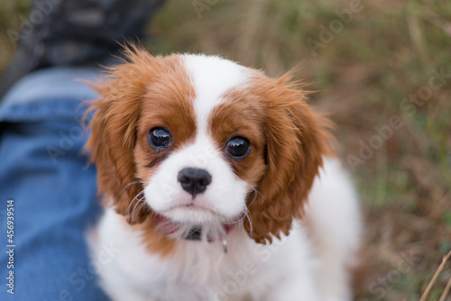 Chiot king charles en gros plan