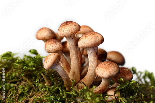 Mushrooms of honeydew among the green forest moss are isolated on a white background