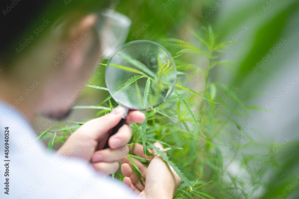 scientist checking on organic cannabis hemp plants in a weed greenhouse. Concept of legalization herbal for alternative medicine with cbd oil, commercial pharmaceutical in medicine business industry scientist checking on organic cannabis hemp plants in a weed greenhouse. Concept of legalization herbal for alternative medicine with cbd oil, commercial pharmaceutical in medicine business industry