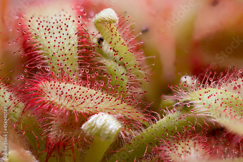 Foto Plant structures - close up of Trichomes on the Drosera plant