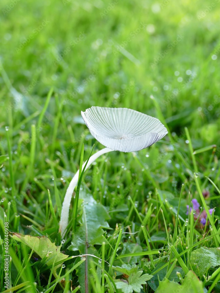 Kleiner weisser Pilz auf einer grünen Wiese. Er sieht ein