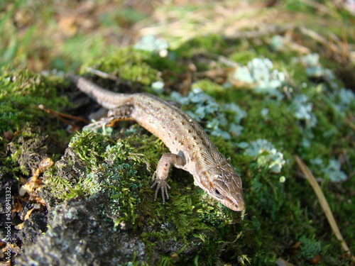 Lizard in the forest on a stump