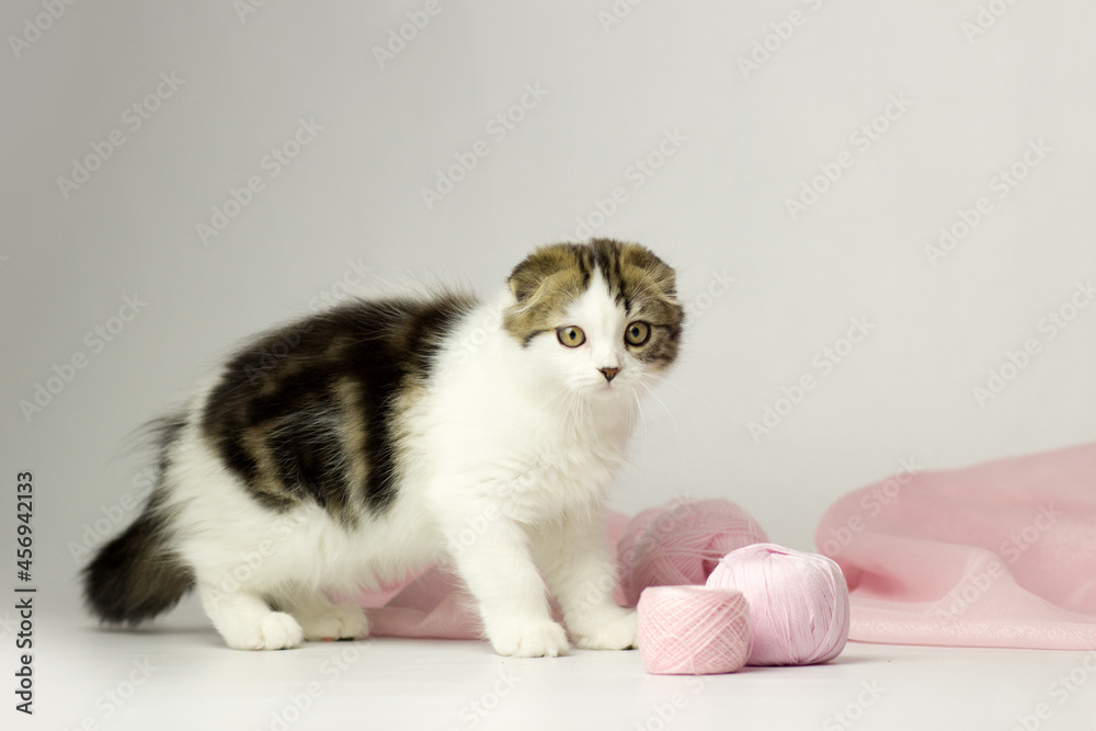 Young scottish highland fold kitten on white and pink background