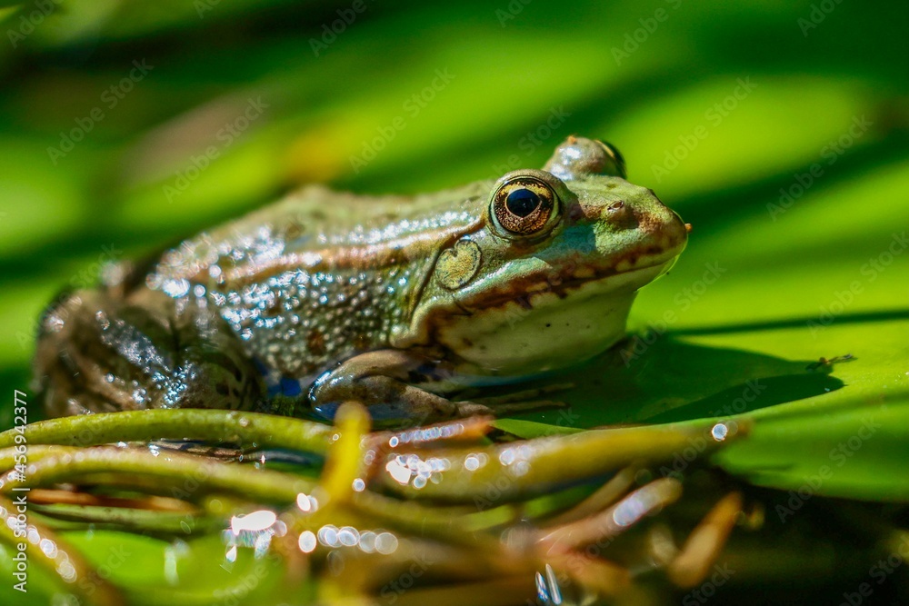 Fototapeta premium Frosch