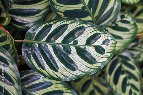 Maranta leaves (Maranta makoyana) on tropical garden photo