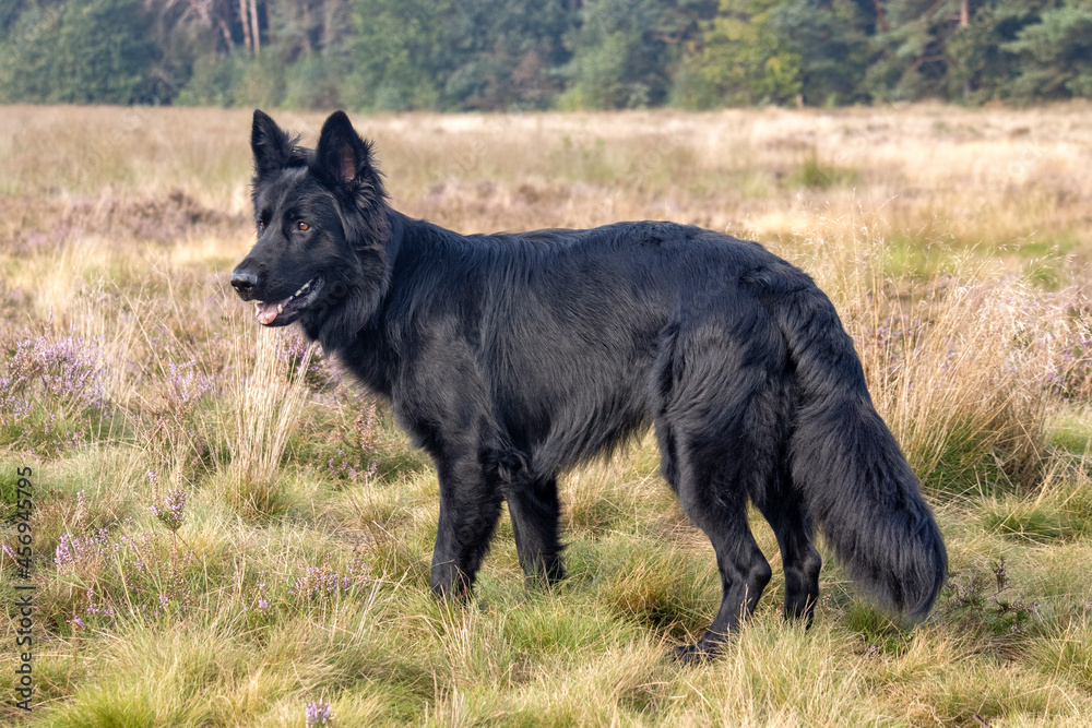 Fototapeta premium Zwarte herder op de heide