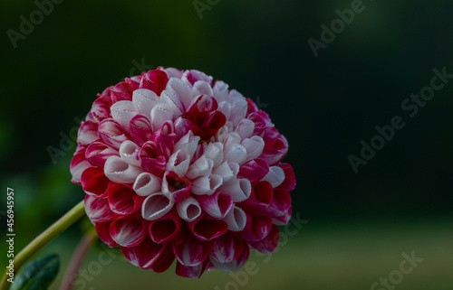 Dahlia