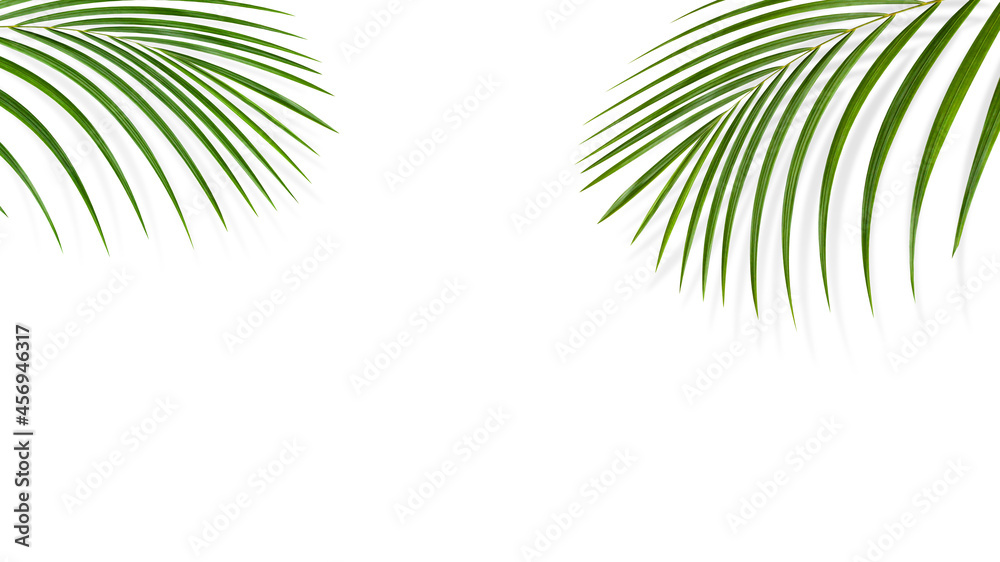 Green leaf branches or leaves isolated on white background. Object with clipping path