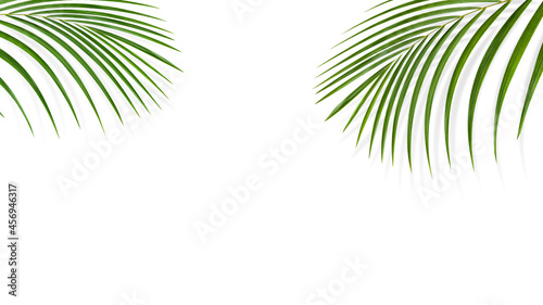 Green leaf branches or leaves isolated on white background. Object with clipping path