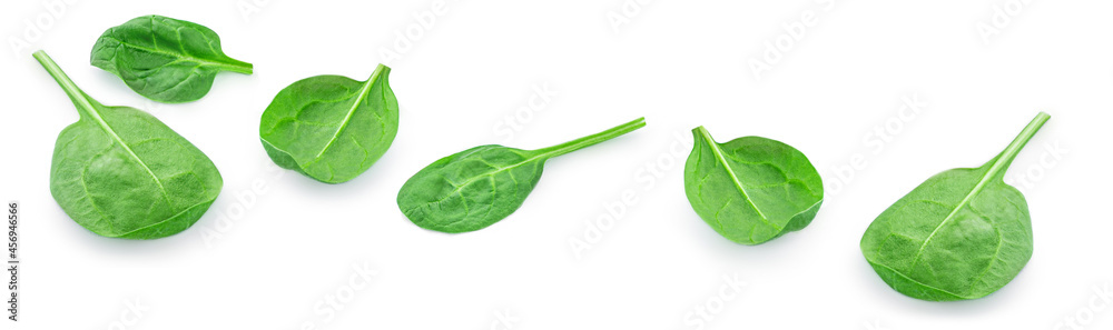 Flying Spinach leaves isolated on white background. Spinach leaf Collection. Top view. Flat lay. Flying Spinach leaves isolated on white background. Spinach leaf Collection. Top view. Flat lay.