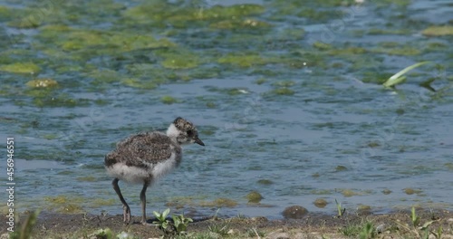 Lapwing Chick Baby Bird Feeding At Waters Edge