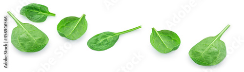 Flying Spinach leaves isolated on white background. Spinach leaf Collection. Top view. Flat lay.