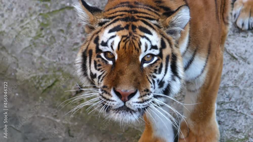 tiger growls and looks at the camera tiger growls and looks at the camera