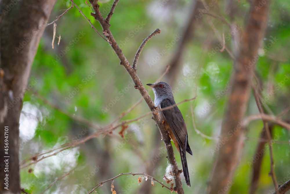 Plaintive Cuckoo Plaintive Cuckoo