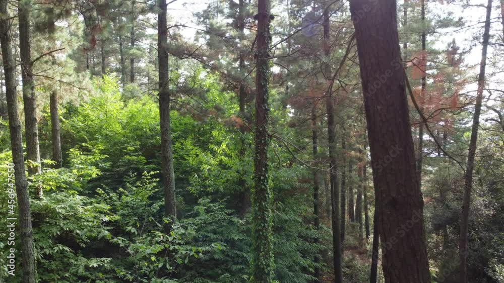 View through trees in a forest, drone backwards View through trees in a forest, drone backwards