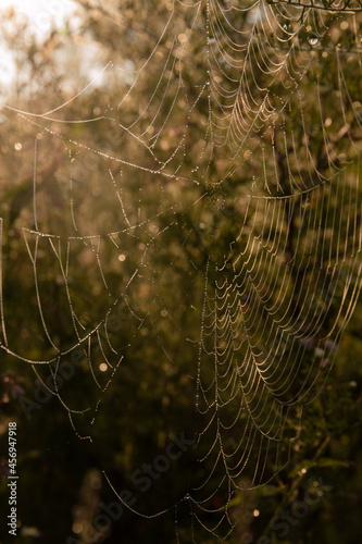 spider web with dew drops © Anna