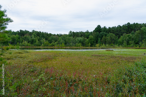 View of a swamp with unique colors and a lake at Ponemah Bog Wildlife Refuge  New Hampshire
