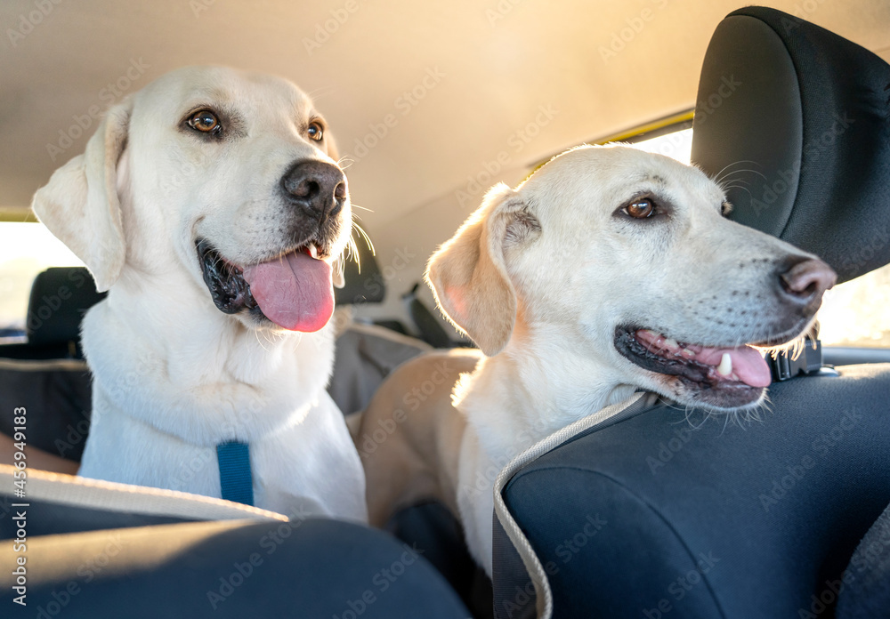 Dwa psy w samochodzie - obrazy, fototapety, plakaty 
