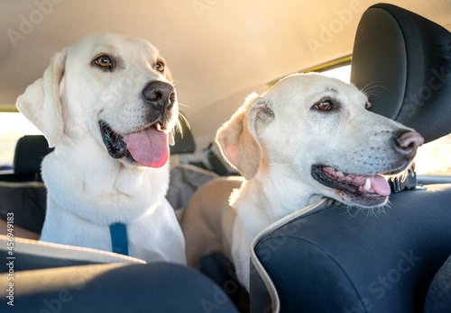Fototapeta Naklejka Na Ścianę i Meble -  Dwa psy w samochodzie