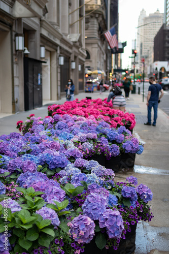 Photography Fifth Avenue New York City Spring Flower Display along the Sidewalk