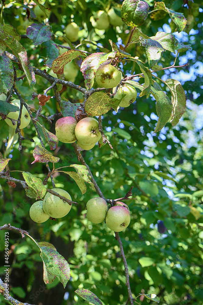 Harvesting time, apple tree full of fruits in the orchard, close up soft focus