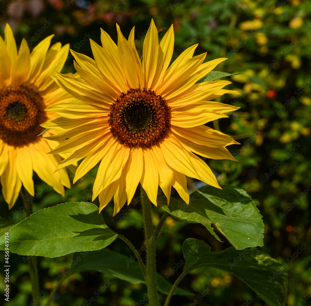 Obraz premium Tournesol