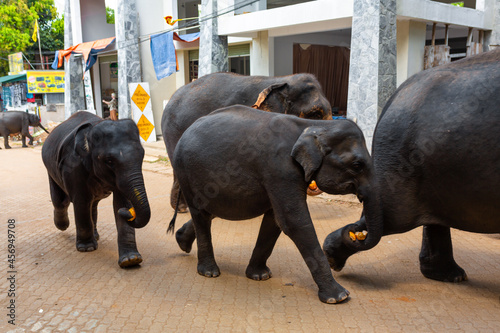 Canvas Print A herd of elephants is led down a city street after swimming in the river