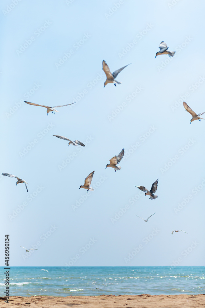 A flock of seagulls circling in the sky near the sea coast