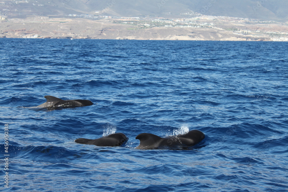 Fototapeta premium tenerife pilot whale
