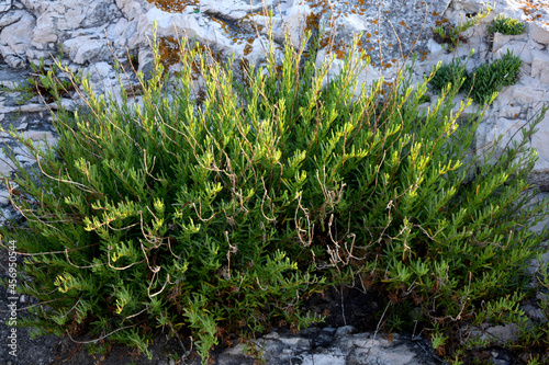Mediterranean plant Rock Samphire or Crithmum maritimum in the rocks